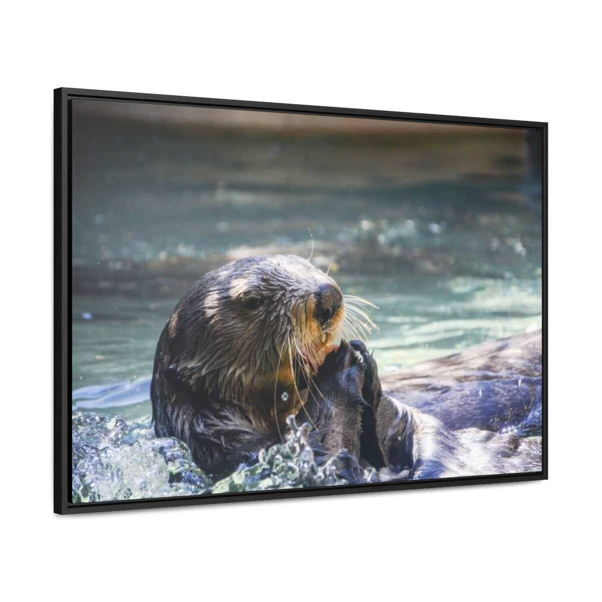 Sea Otter Eating Canvas Print