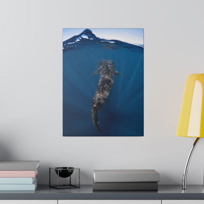 Whaleshark Ascending Canvas Print