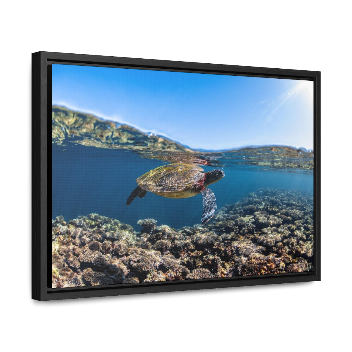 Turtle Over Under Water Canvas Print