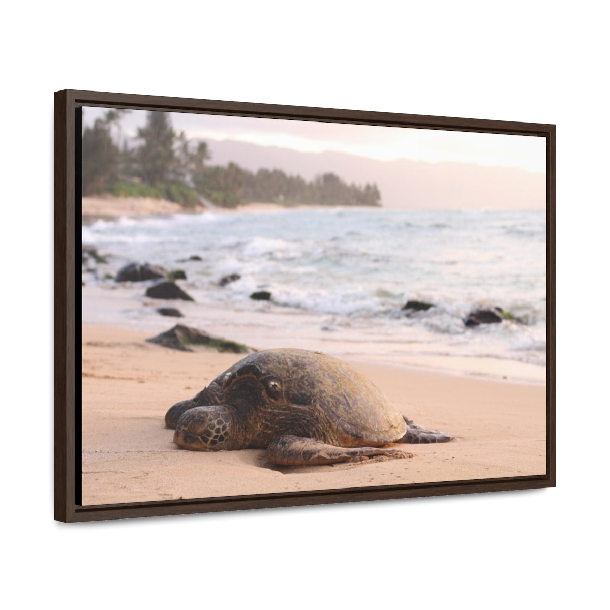 Sea Turtle on Beach Canvas Print