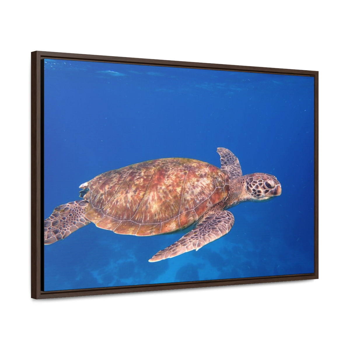 Sea Turtle Swimming Canvas Print