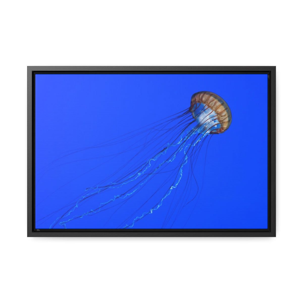 Jellyfish Tails Canvas Print