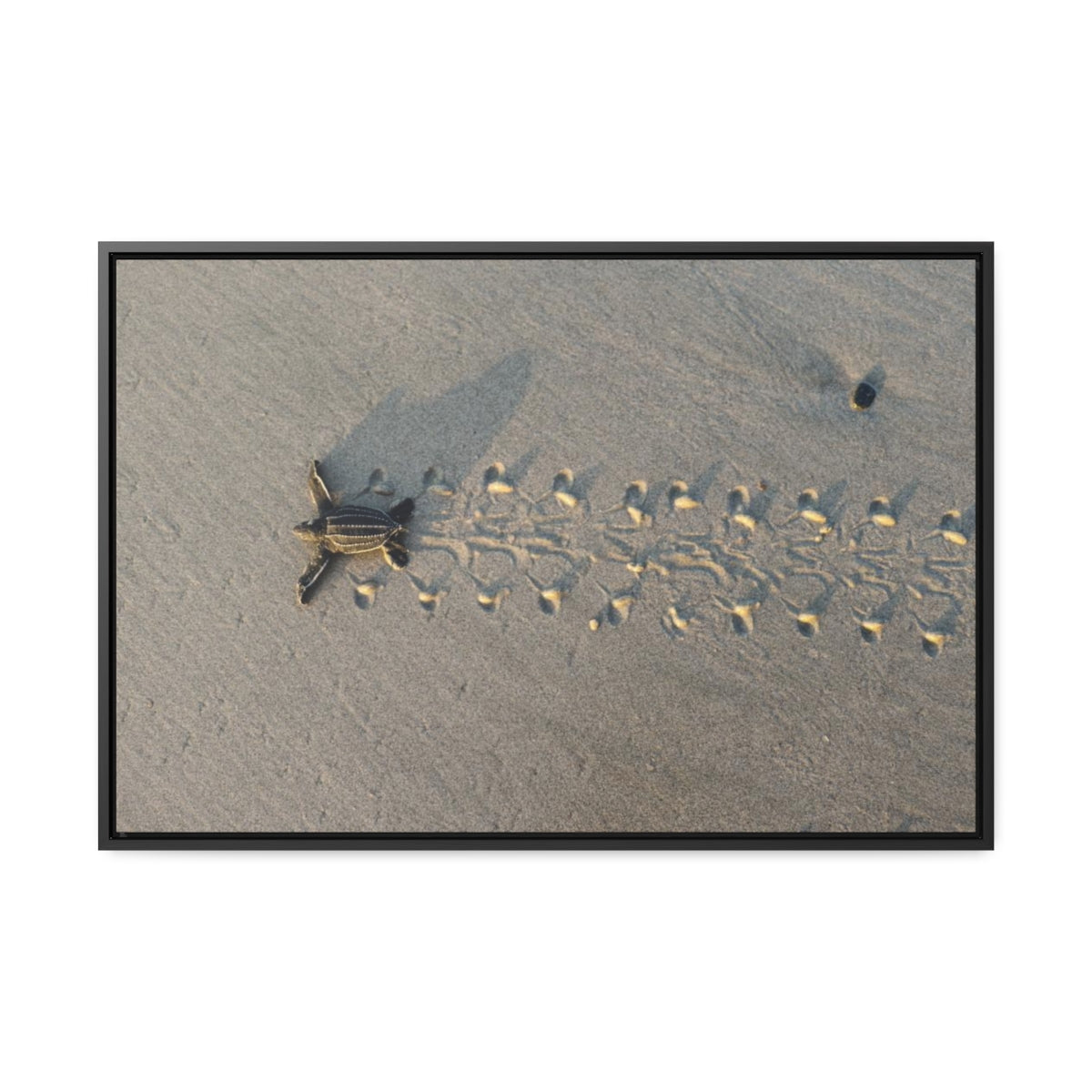 Baby Turtle's First Steps Canvas Print