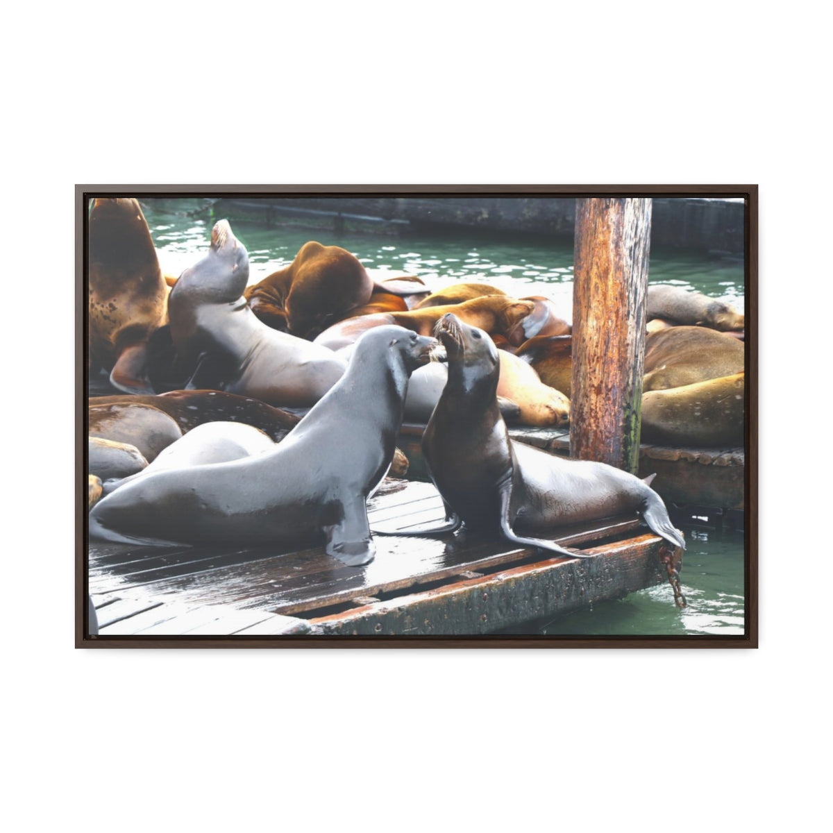 Sea Lion Standoff Canvas Print