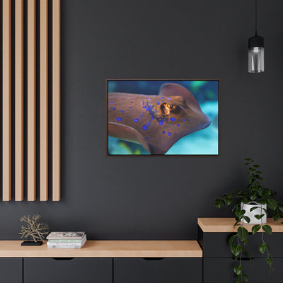 Blue Spotted Stingray Canvas Print