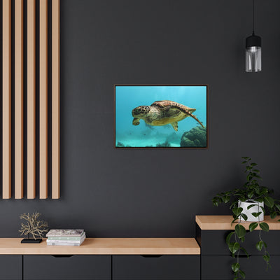 Curious Sea Turtle Canvas Print