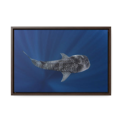 Whaleshark Below Canvas Print
