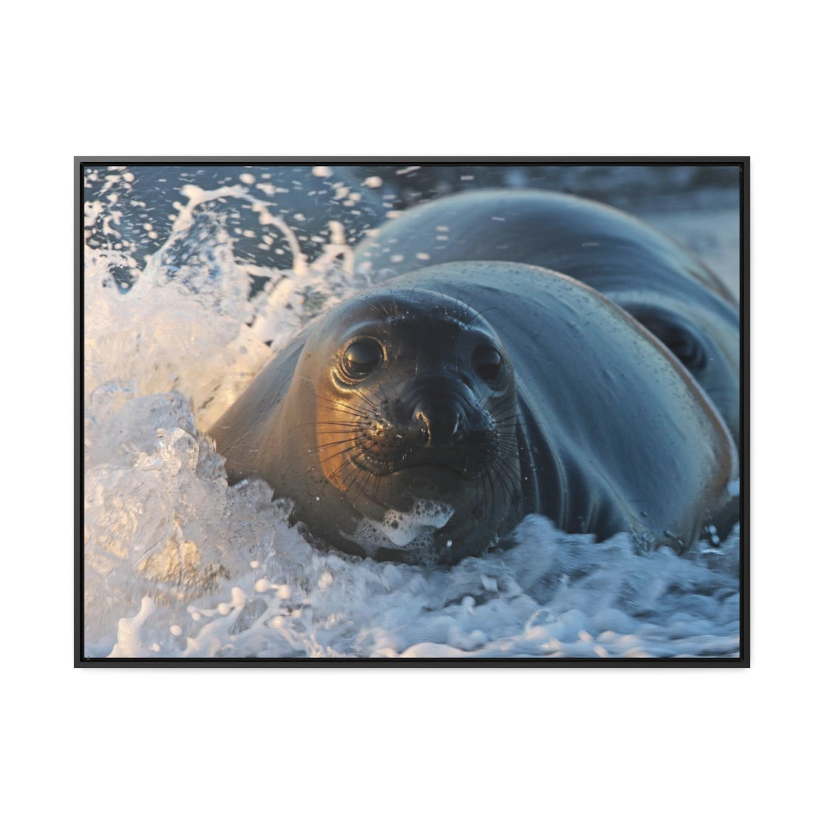 Sea Lion Canvas Print