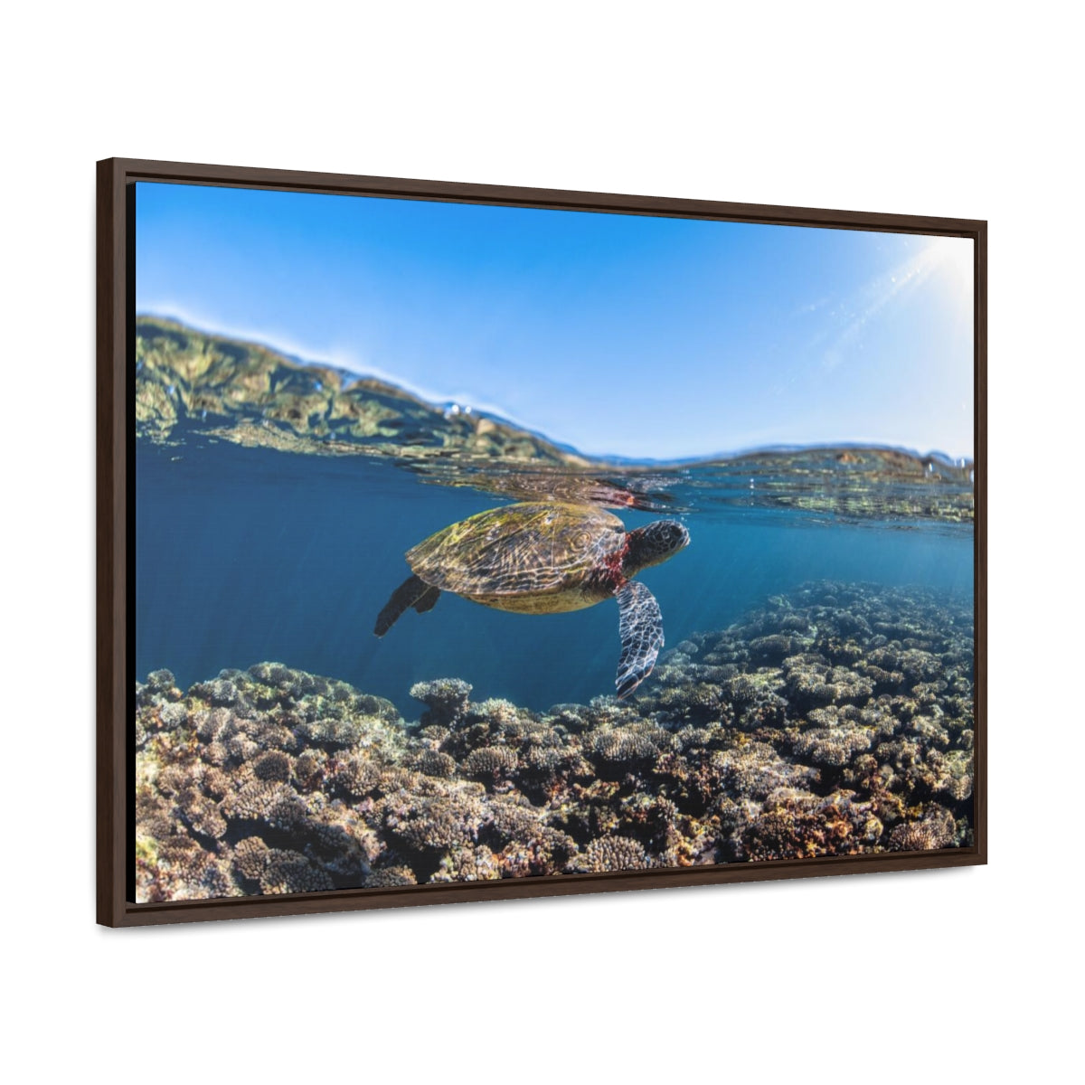 Turtle Over Under Water Canvas Print