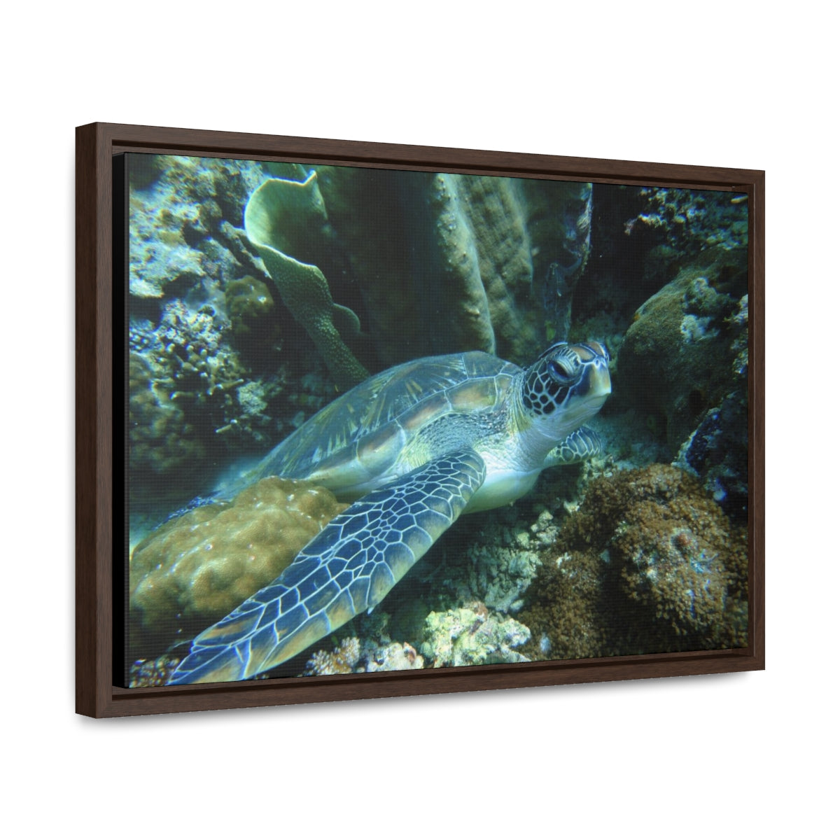 Sea Turtle on Ocean Floor Canvas Print