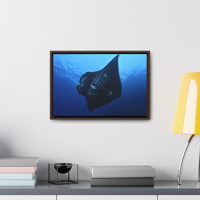 Manta Ray in the Blue Canvas Print
