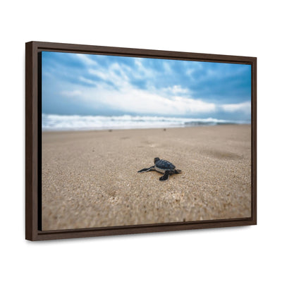 Baby Sea Turtle Canvas Print