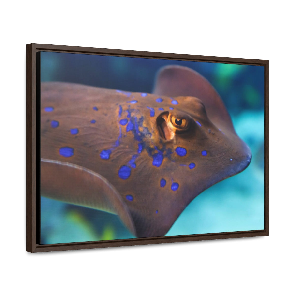 Blue Spotted Stingray Canvas Print