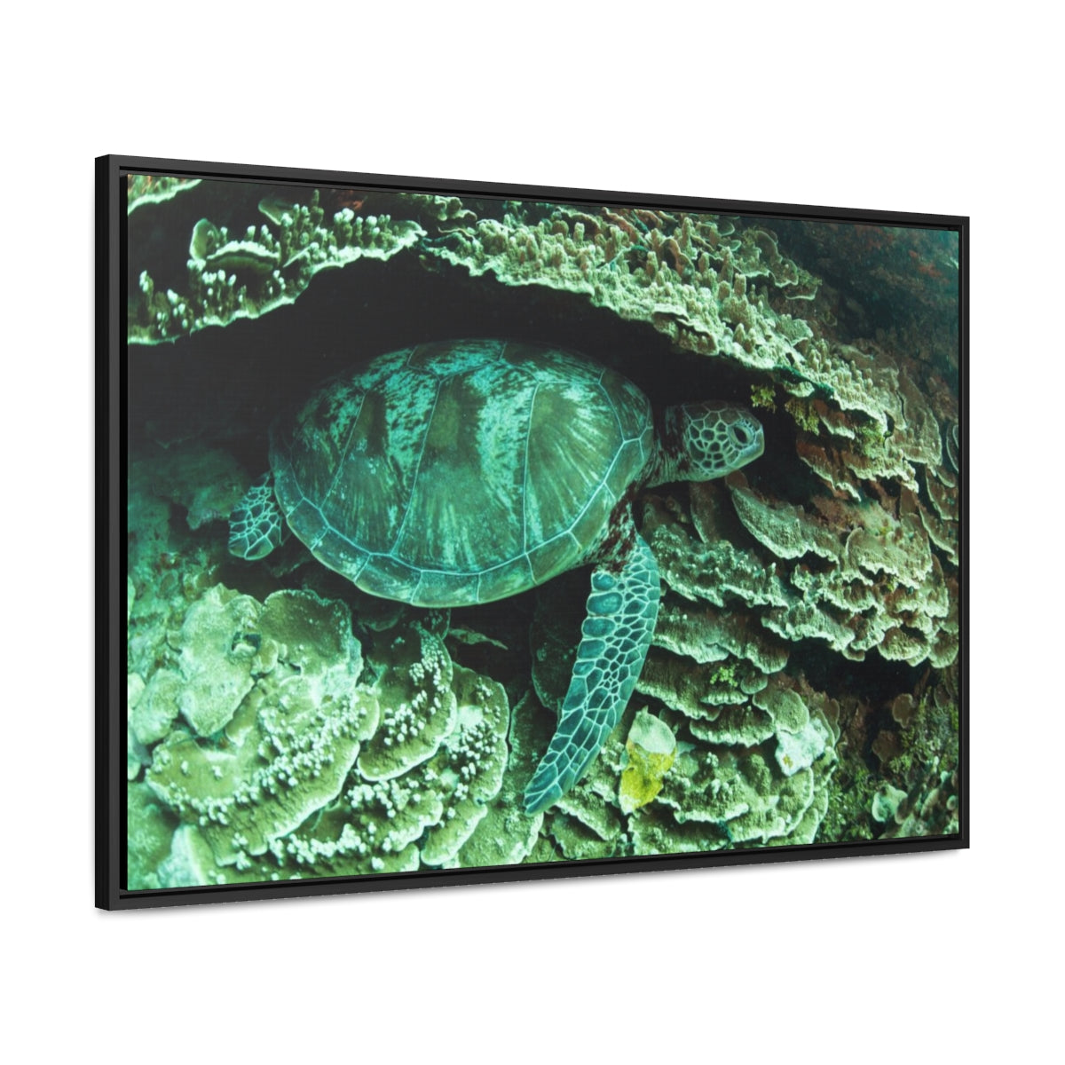 Sea Turtle Nap Time Canvas Print
