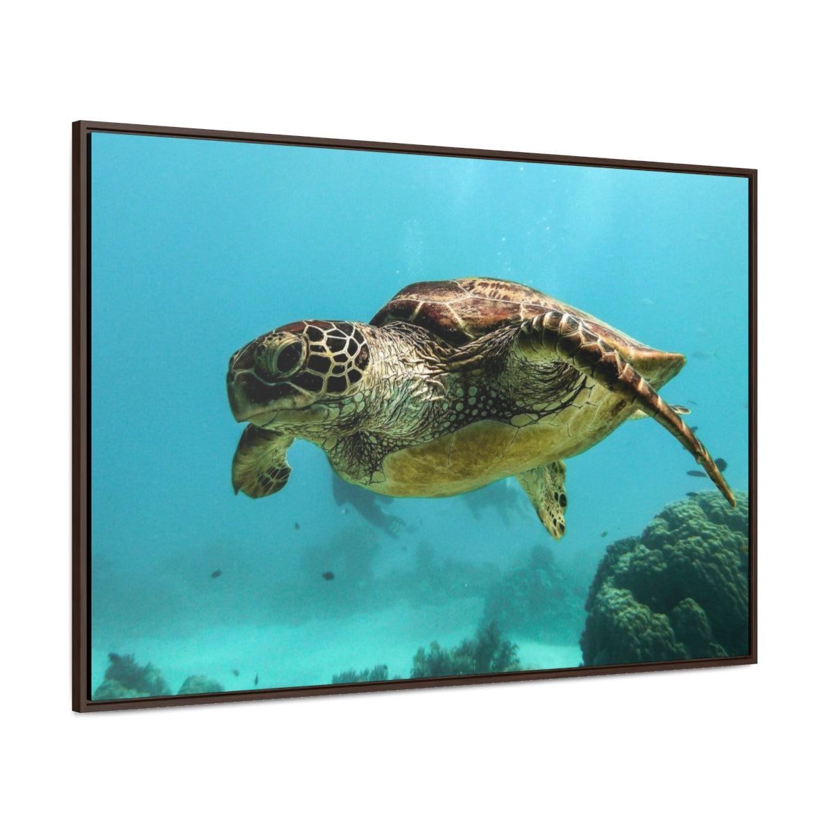 Curious Sea Turtle Canvas Print
