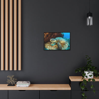 Sea Turtle Resting Canvas Print