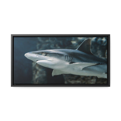 Reef Shark Canvas Print