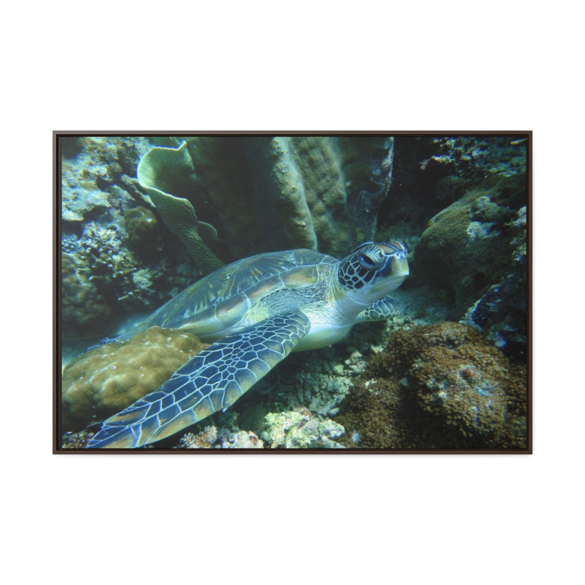 Sea Turtle on Ocean Floor Canvas Print