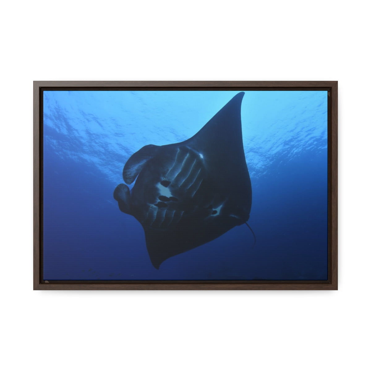Manta Ray in the Blue Canvas Print